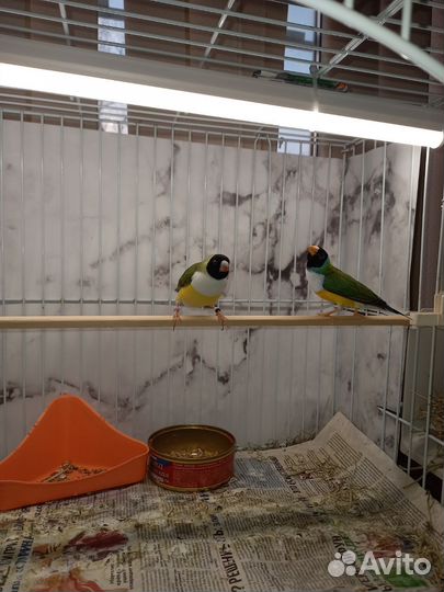 Амадины гульда