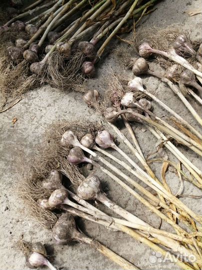 Чеснок домашний