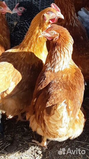 Куры молодки