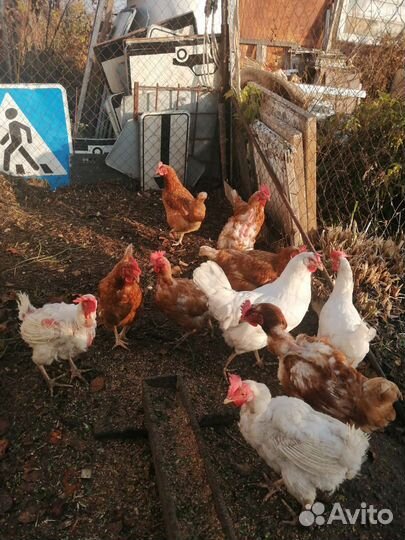 Куры несушки