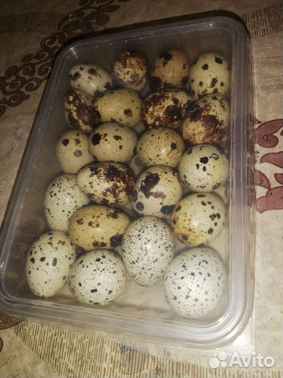 Яйца перепелиные