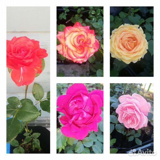 Саженцы роз