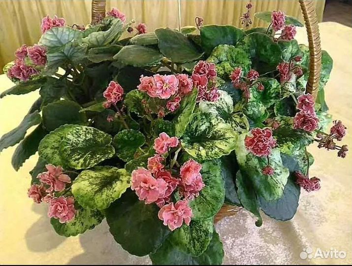 Сортовая фиалка ан -Девочка с персиками трейлер