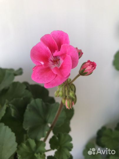 Пеларгония герань