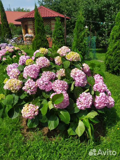 Гортензия крупнолистная саженцы