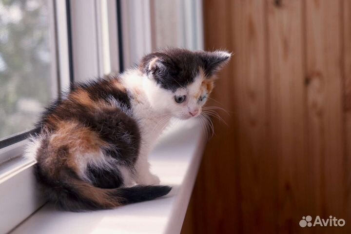 Котенок-девочка