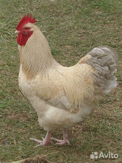 Петух Нидерхайнер