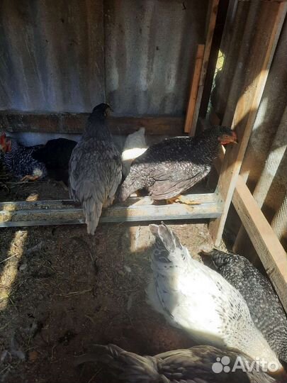 Молодые петушки