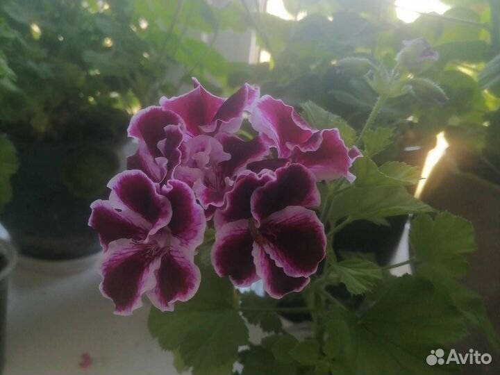 Герань пеларгония королевская