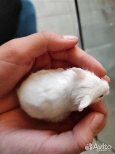 Джунгарский хомяк