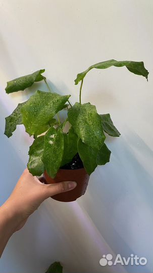 Калатея нетворк