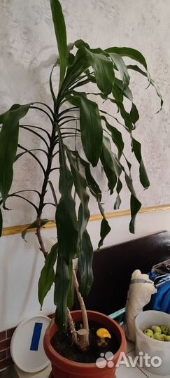 Пальма драцена