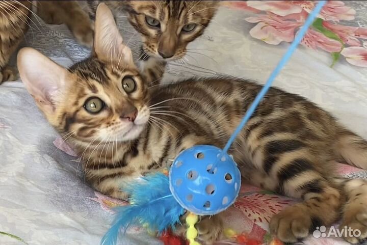 Бенгальское ласковое счастье