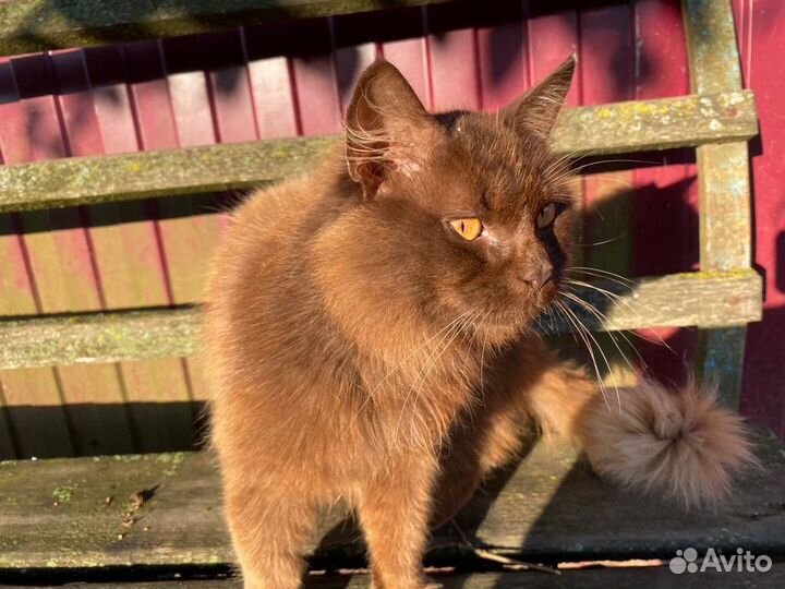 Котик в добрые руки