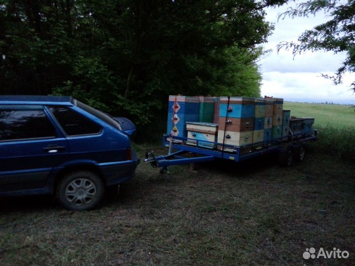 Пчелы улья пасеку