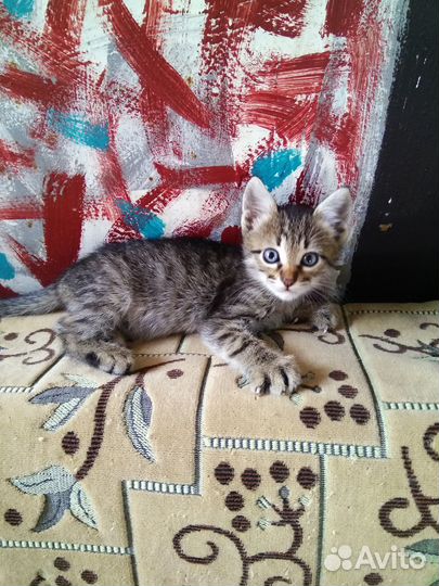 Отдам котят в добрые руки