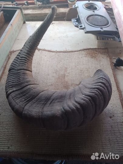 Рога горного тура