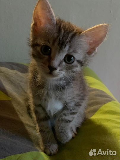 Котята в дар бесплатно