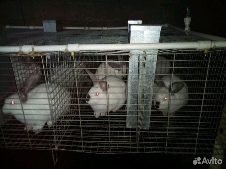 Кролики калифорнийской породы