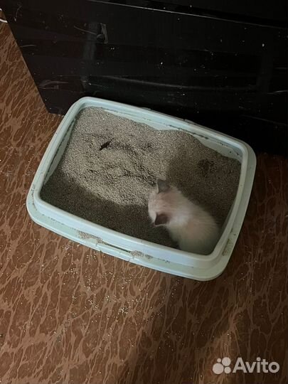 Котята отдам даром