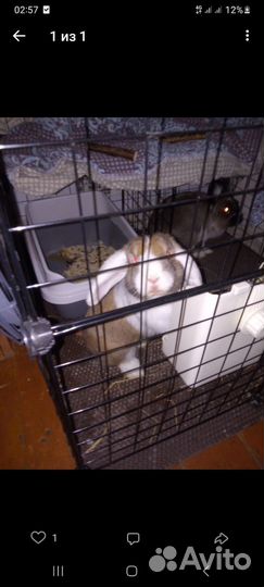 Декоративные кролики