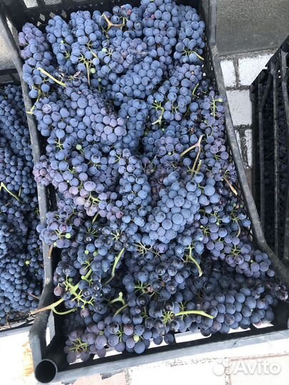 Виноград винный сорт