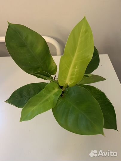 Филодендрон мунлайт