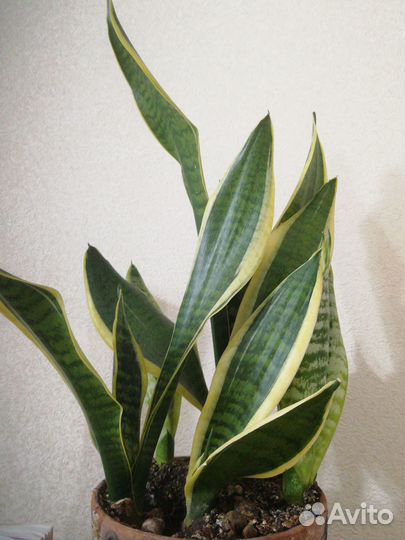 Сансевьерия