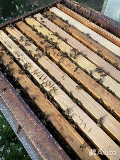 Пчелы и пчелопакеты