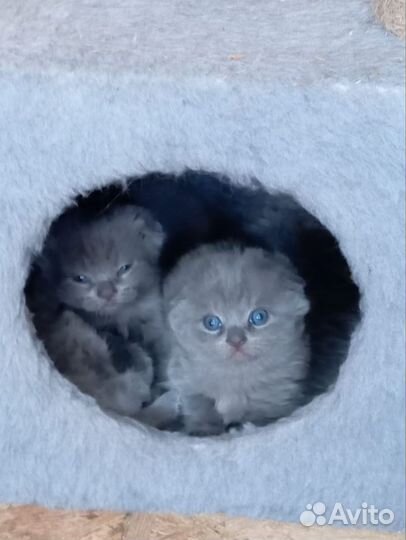 Шотландская