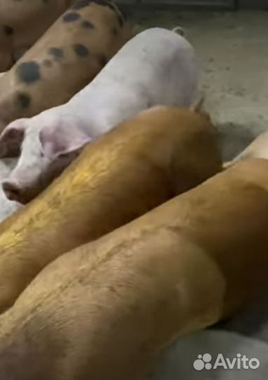 Свиная голова.Домашняя свинина и курочка.Убой, дос