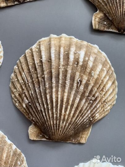 Ракушки морского гребешка