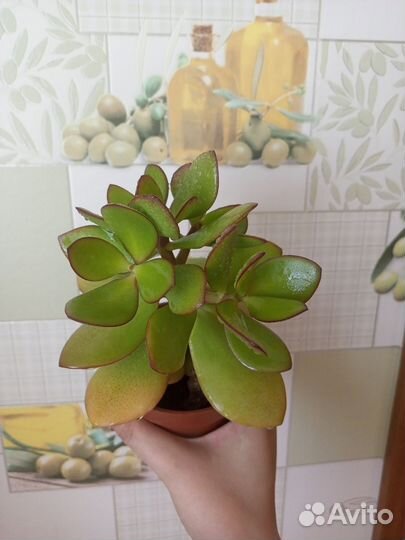 Крассула толстянка