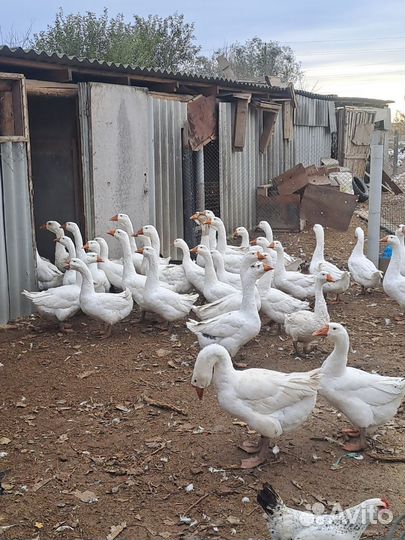 Гуси живым весом на мясо или племя