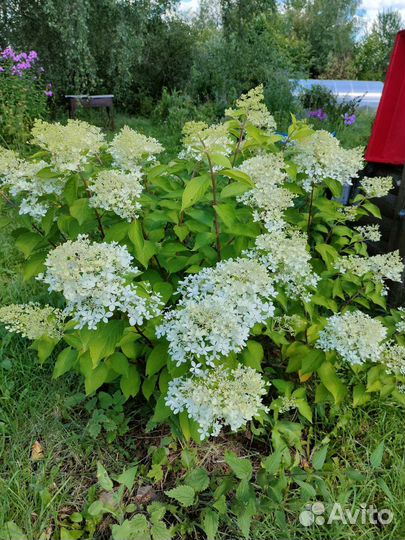 Гортензия метельчатая