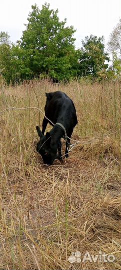 Козы дойные