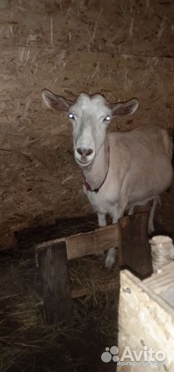 Зааненская коза