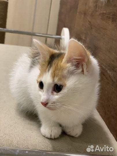 Котята бесплатно