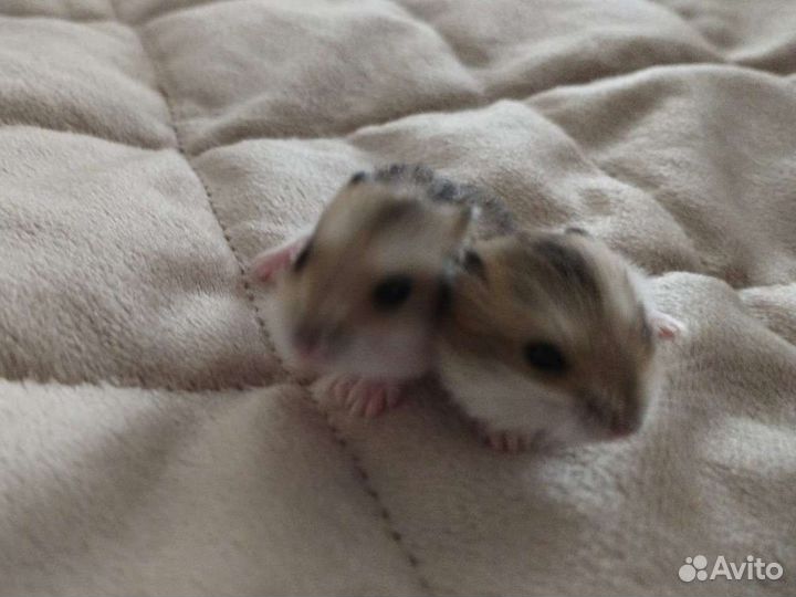 Джунгарский хомяк бесплатно