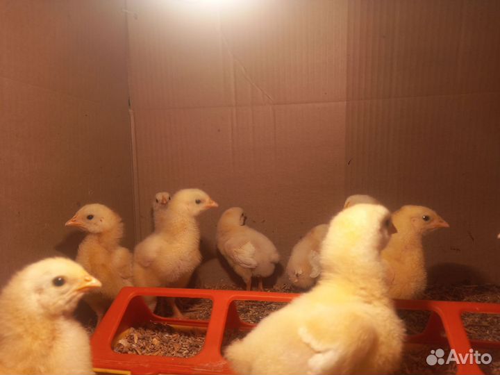 Цыплята бройлеры кобб 500