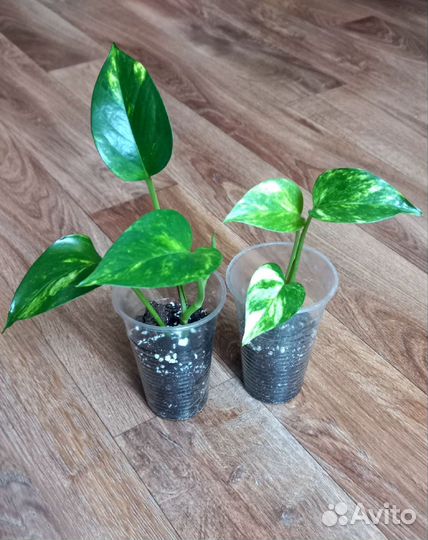 Комнатные растения цветы