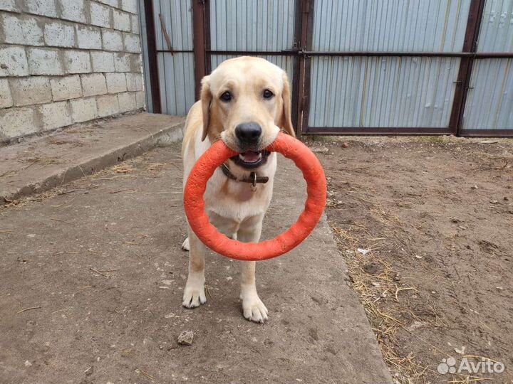 Дом престарелых для собак. Передержка на доживание