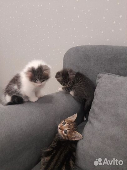 Котята в добрые руки