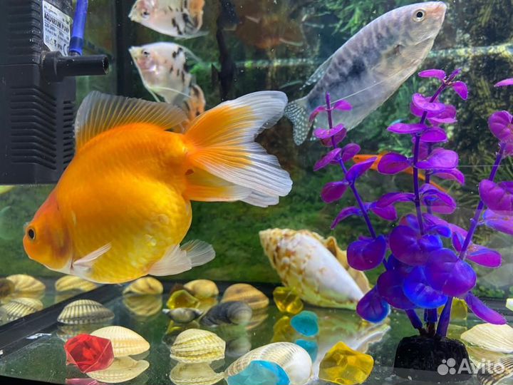 Аквариум с рыбами