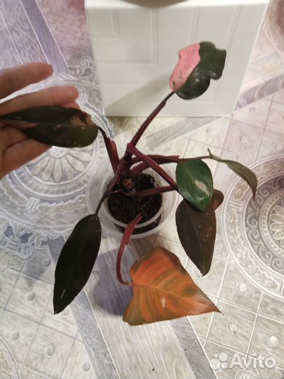 Филодендроны