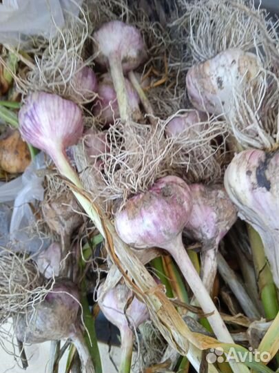 Чеснок для посадки