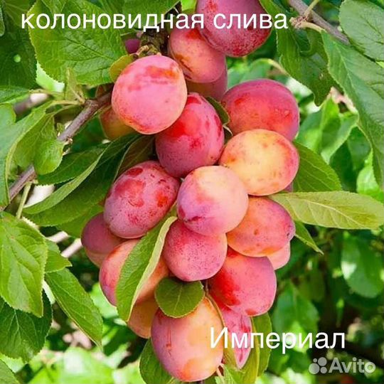 Саженцы колоновидные и не только