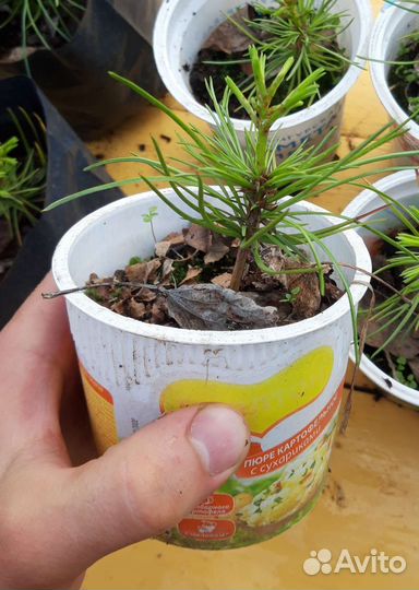 Кедр корейский и сибирский