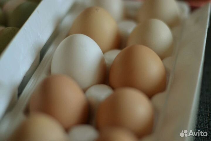 Яйцо домашнее