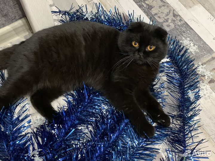 Шотландский кот вязка